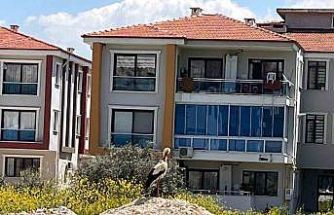 Yatağan’ı leylekler mesken tuttu