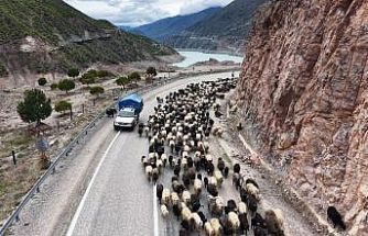 Yayla yolunda zorlu göçler başladı