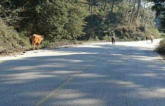 Yem fiyatları arttı, salma besicilik yeniden değer kazandı