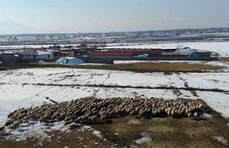 Yeni doğan kuzularla birlikte besicilerde tatlı telaş yaşanıyor