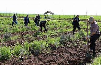 Yenişehir’de lavanta mevsimi başlıyor