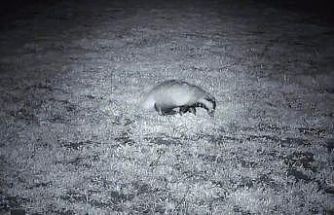 Yiyecek arayışındaki porsuk Ganos Dağları’nda görüntülendi