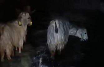 Yüksekova’da ahırları su bastı: Mahsur kalan hayvanlar kurtarıldı