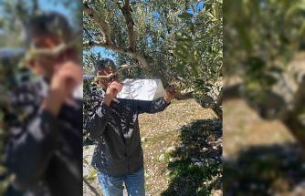 Zeytin güvesine karşı tuzak kurulumları başladı