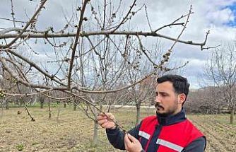 Zirai don olaylarına karşı meyve bahçelerinde kontroller sürüyor