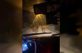 Zonguldak’ta aç kalan ayılar köye indi