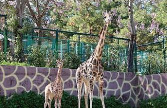 Zürafanın yavrusu yetim doğdu