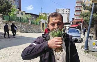 Zuzubak otu, köylüler için önemli bir gelir kapısı