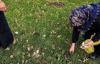 Ağrı’da kadınlar bahar otlarını topluyor