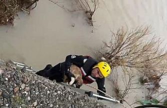 Batman Çayı’nda adacıkta mahsur kalan köpek kurtarıldı