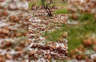 Dolu yağışı Antep fıstığı bahçelerine zarar verdi