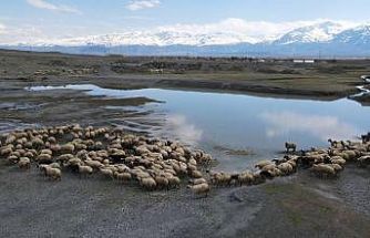 Erzincan’da sürüler meraya indi, üreticiler günlük 5-6 bin lira tasarruf sağlıyor