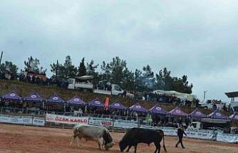 İzmir’de 3. Boğa Güreşleri Festivali heyecanı yaşandı