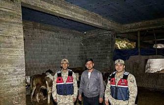 Kilis’te kaybolan 13 büyükbaş hayvan jandarma tarafından bulundu