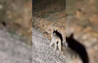 Koruma altında bulunan ‘vaşak’ Tunceli’de görüntülendi