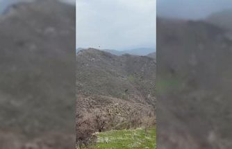 Şırnak’ta kartalın domuz avı kamerada