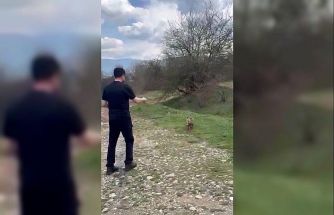 Yanına yaklaşan tilkiyi elleriyle besledi