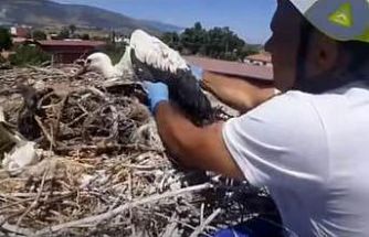 Leylek yuvalarındaki plastik ipler yavruların hayatını tehdit ediyor