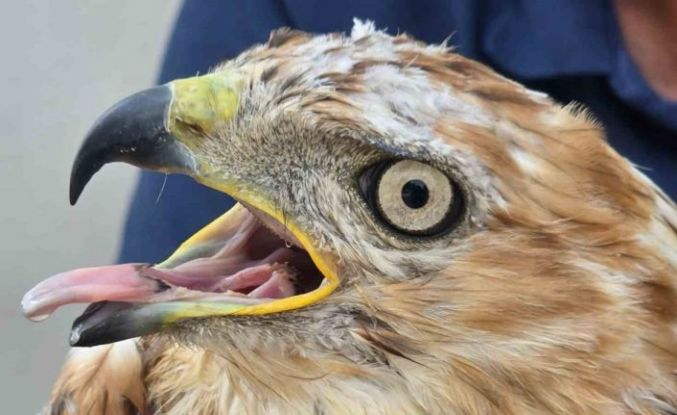 Aksaray’da yaralı kızıl şahin bulundu