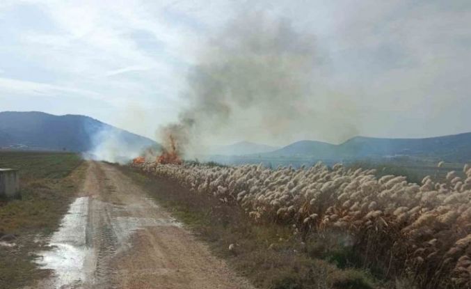 Bucak’ta sazlık alanda yangın