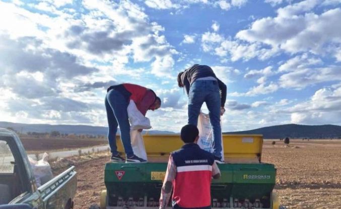 Çavdarhisar’da buğday ve tritikale tohumlarının ekimi yapıldı
