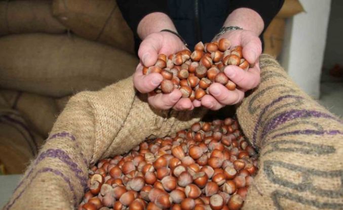 Giresun’da fındık fiyatları tekrar yükselişe geçti