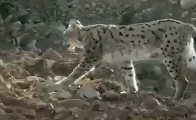 Hakkari’de vaşak görüntülendi