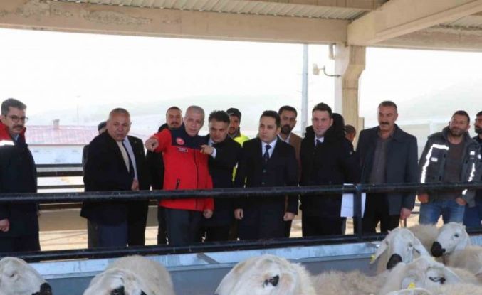 Hane başı yüzde 70’i hibe olarak 50 koyun 2 koç dağıtıldı