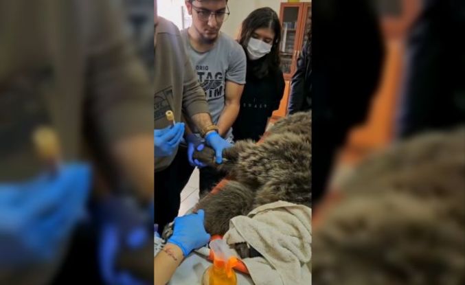 Kars’ta yaralı bozayının tedavisi yapılıyor