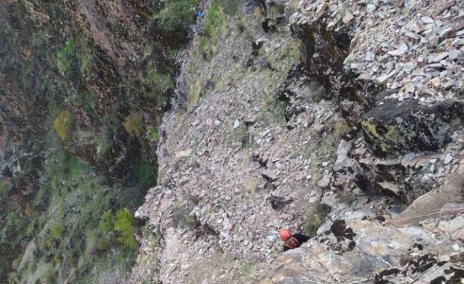 Kayalıklarda mahsur kalan keçiler kurtarıldı