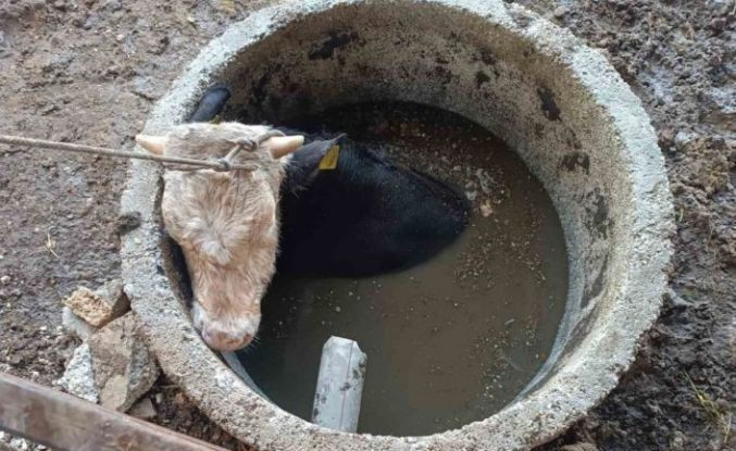 Kuyuya düşen ineği itfaiye kurtardı