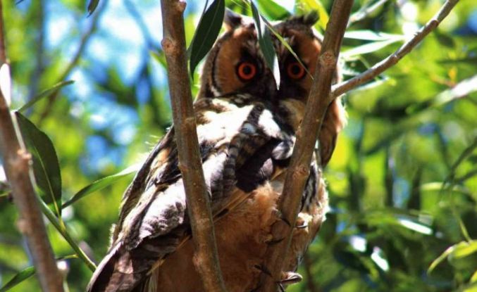 Özalp’te kulaklı orman baykuşu görüntülendi