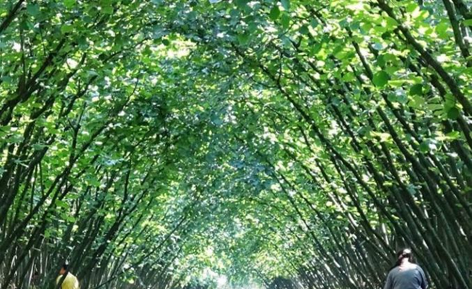 Samsun’da 63 yatırımcıya fındık hasat filesi hibesi