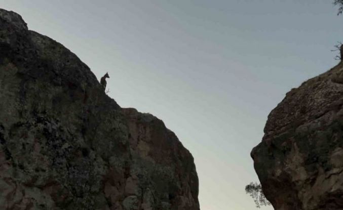 Tunceli’de koruma altındaki dağ keçileri görüntülendi