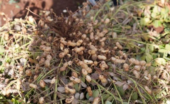 Adıyaman’da yer fıstığı hamlesi