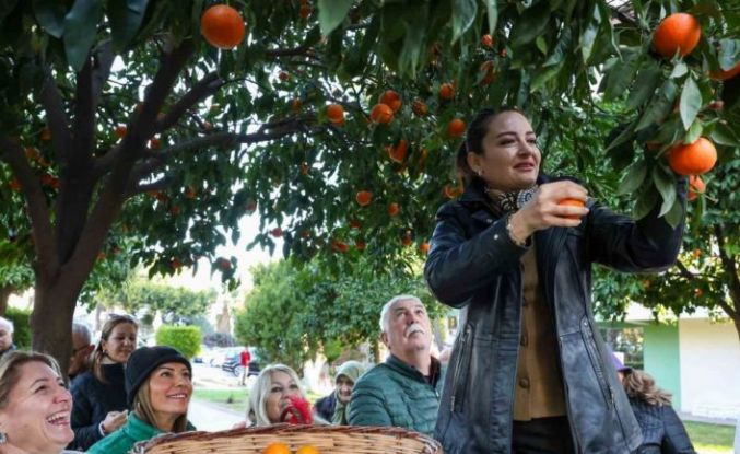 Antalya’nın turunçları Korkuteli’nden sofralara uzanıyor