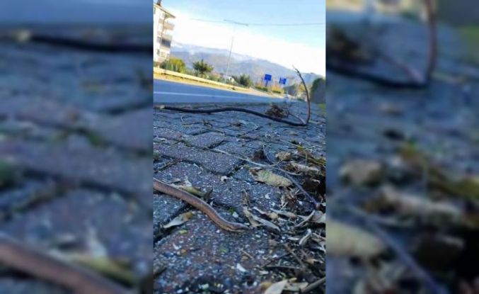 Artvin’in ardından Trabzon’da da yılanlar kış uykusuna yatmadı