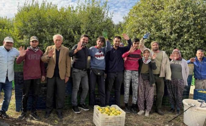 Binlerce ailenin geçim kaynağı limonun başkentinde hasat zamanı