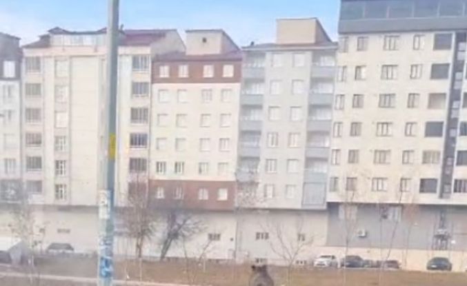 Bitlis’te ilçe merkezinde yaban domuzu paniği