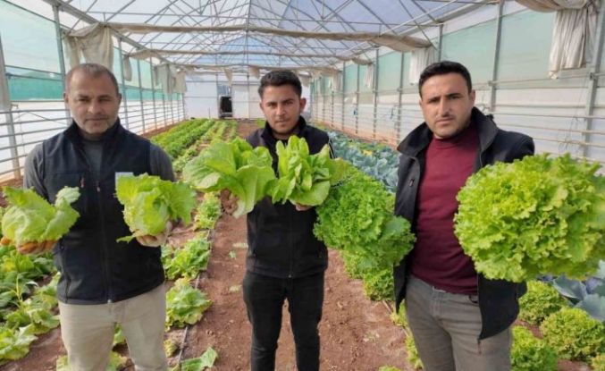 Büyükşehir Belediyesi seralarında kışlık sebze hasadı başladı