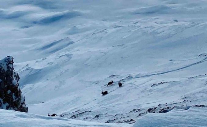 Çatak’ta dağ keçileri görüntülendi