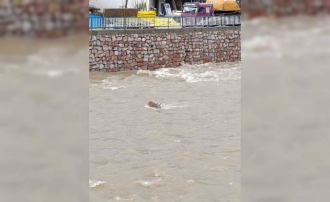 Çaya düşen karaca kurtarıldı