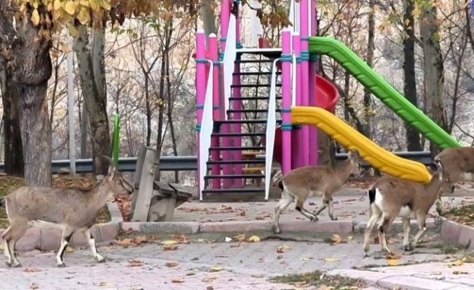Çocuklar okula gidince, çocuk parkı yaban keçilerine kaldı