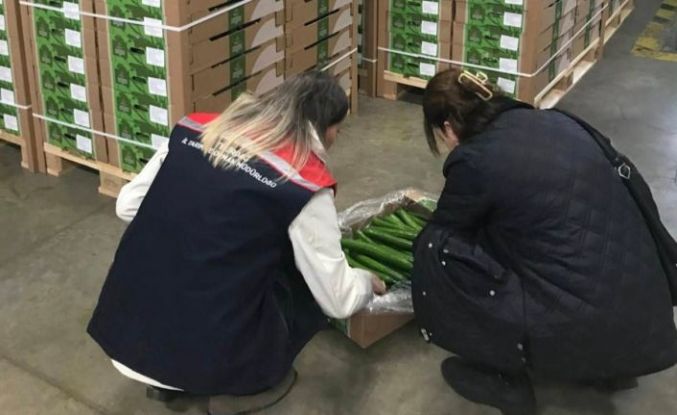 Çorlu’dan Hollanda’ya salatalık ihracatı