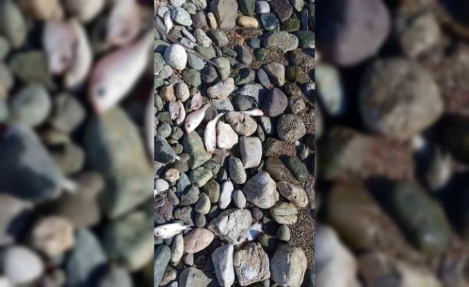 Datça’da çok sayıda ölü balık kıyıya vurdu