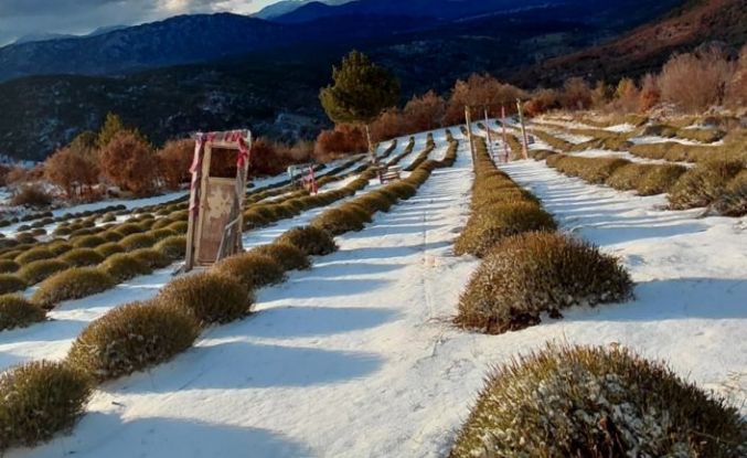 Derebucak’ta mor bahçeler beyaza büründü, barajlara su geldi