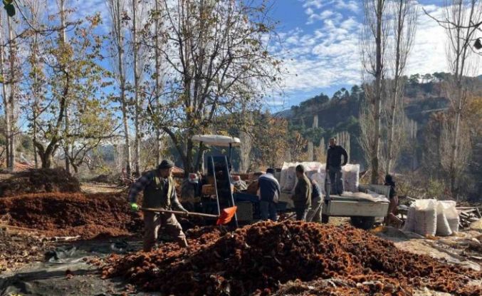 Dikenlerinden kurtulan kestanelerin sofralara yolculuğu başladı