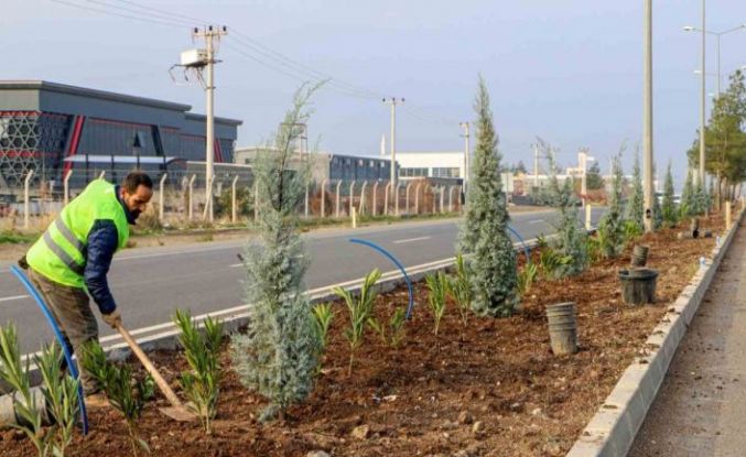 Diyarbakır’ın 14 kilometrelik girişi ağaçlandırılıyor