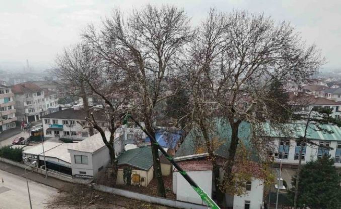 Düzce’de ağaçlara kış bakımı