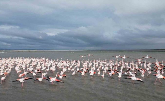 Enez Gala Gölü flamingolara ev sahipliği yapıyor